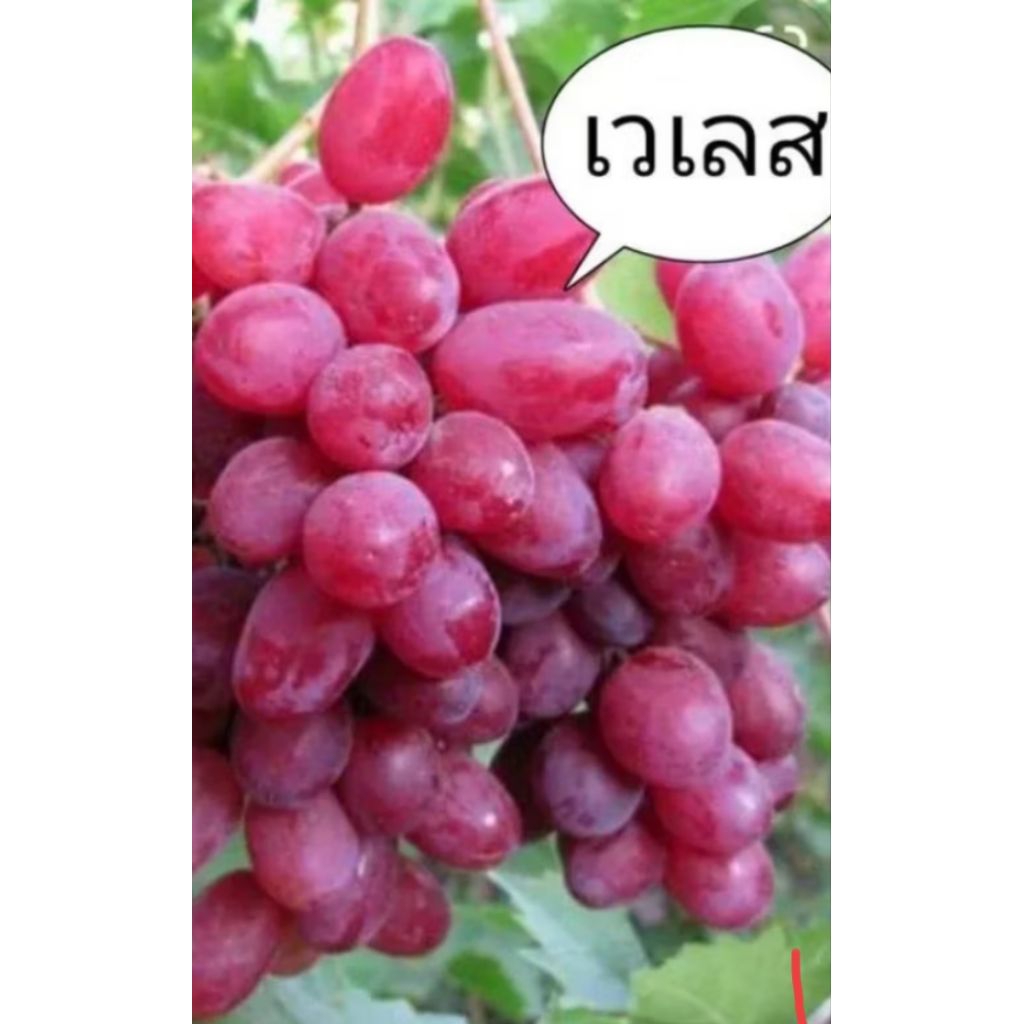 ต้นองุ่นวีเลสสายพันธุ์ดี