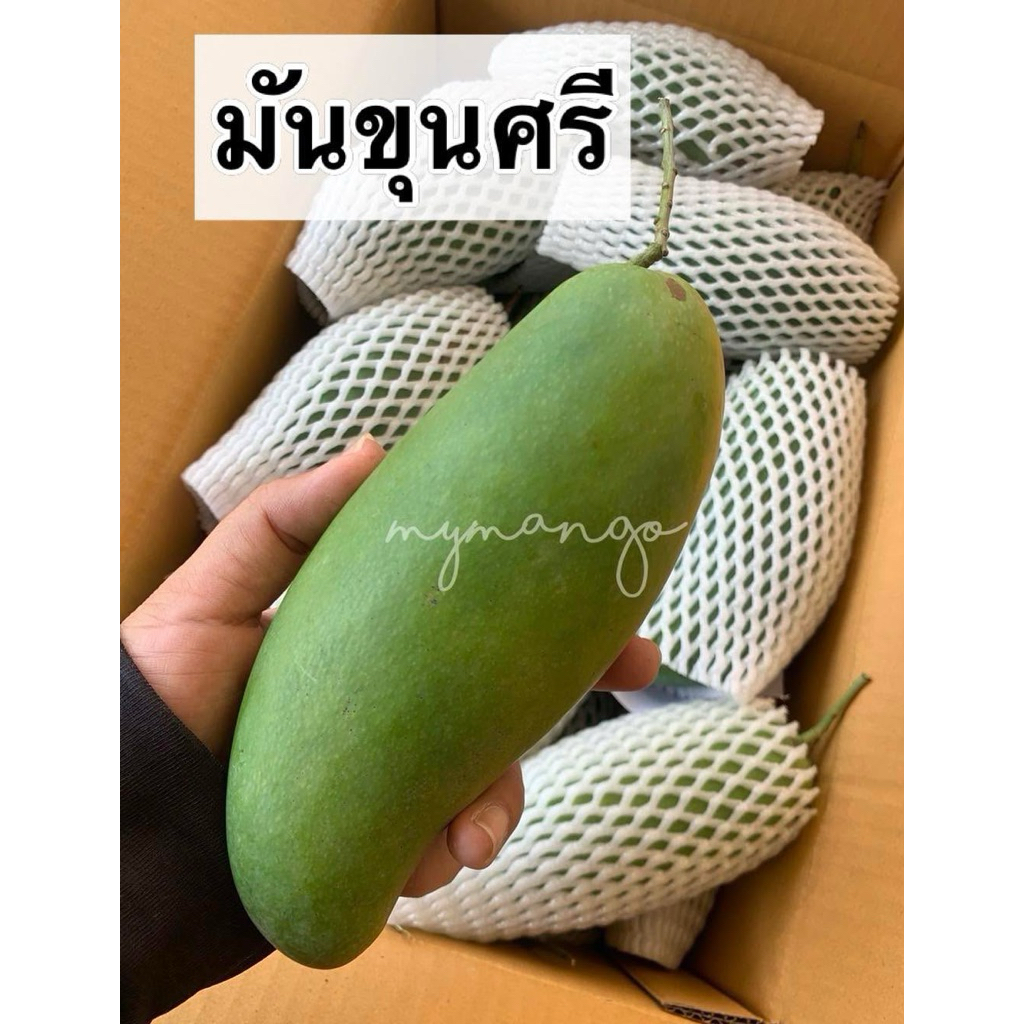 มะม่วงมันขุนศรี มะม่วงโบราณหาทานยาก อร่อยติดใจ
