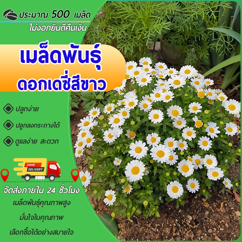 500 เมล็ด เมล็ดพันธุ์ดอกเดซี่สีขาว เมล็ดดอกเดซี่สีขาว Daisy Seed เมล็ดพันธุ์แท้ นำเข้าจากต่างประเทศ