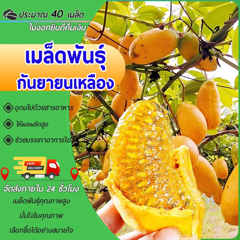 40 เมล็ด เมล็ดพันธุ์กันยายนเหลือง เมล็ดกันยายนเหลือง เมล็ดจิ่วเยว่หวง ประดับก็ได้ เมล็ดผลไม้