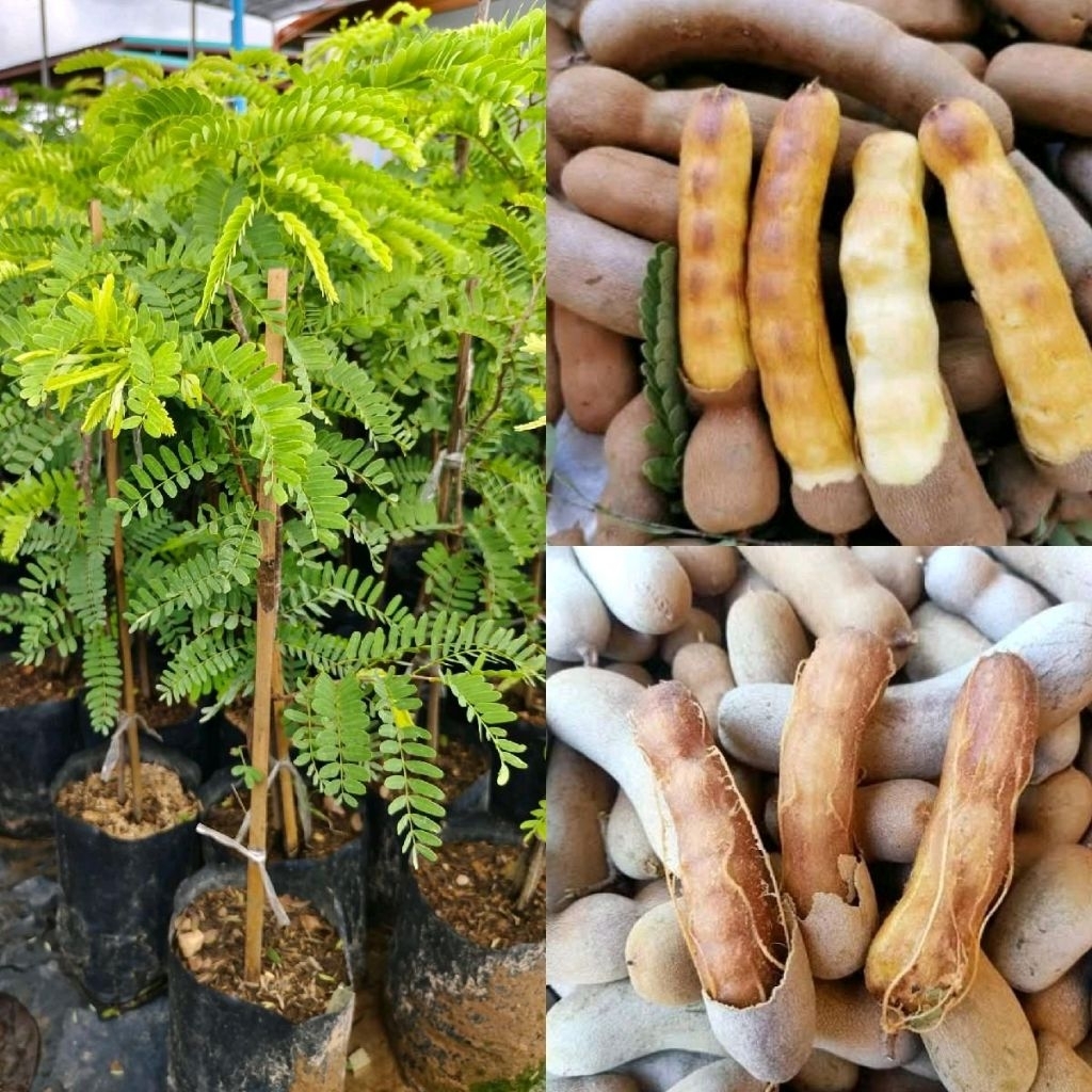 ต้นมะขามหวานพันธุ์ประกายทองหรือตาแปะ เสียบยอด สูง70-80ซม.  มีรสชาติหวาน ฝักใหญ่ เนื้อเยอะ ของแท้ 100% จากเพชรบูรณ์