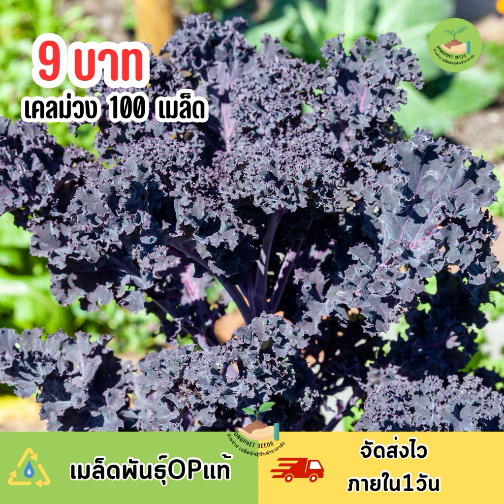 9 บาท เมล็ดเคลม่วง บรรจุ 100 เมล็ด