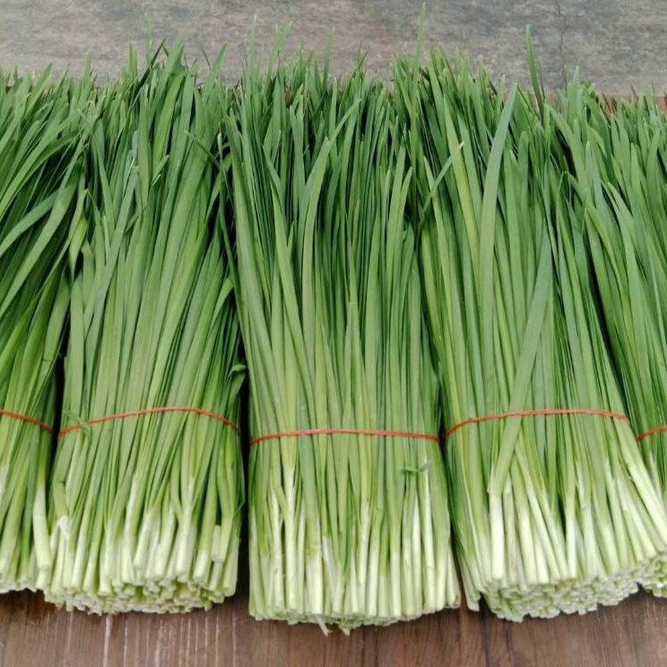 เมล็ดพันธุ์กุยช่ายผักแป้น Garlic Chives 220 เมล็ด ใบแบน หนา นุ่ม กลิ่นหอม รสชาติดี [ 10 เเถม 1 คละได้]