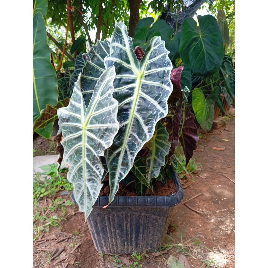 ต้นแก้วสารพัดนึกตัวผู้ ( Alocasia Sanderiana Bull)30cm