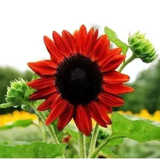 50เมล็ด เมล็ดพันธุ์ ทานตะวันสีแดง ทานตะวัน Velvet Queen Sunflower Seed คุณภาพดี ราคาถูก ของแท้