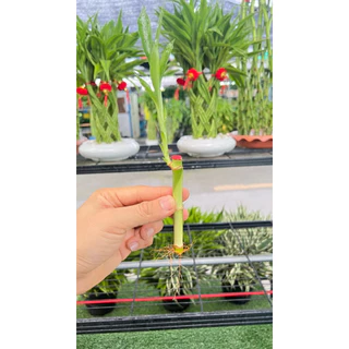 ไผ่กวนอิมแตกหน่อแต่งตู้ปลา(ต้นละ3บาท )มีรากมีใบแล้ว ต้นสูง11cmสูงรวมใบ15-20cm
