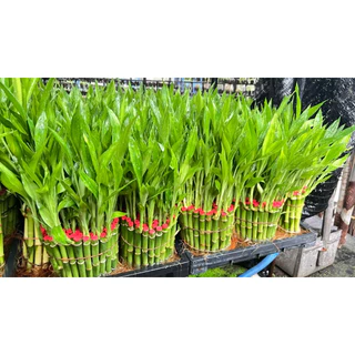 ไผ่กวนอิมแตกหน่อแต่งตู้ปลา(ต้นละ3บาท )มีรากมีใบแล้ว ต้นสูง11cmสูงรวมใบ15-20cm