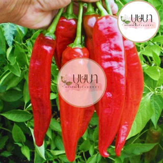 เมล็ดพันธุ์พริกหยวกยักษ์ 9บาท 200เมล็ด