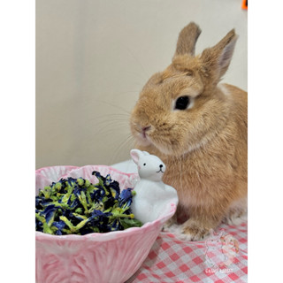 GAGUS RABBIT 🐰 / (ขั้นต่ำ50บาท) อัญชันอบแห้งสำหรับกระต่าย แฮ…