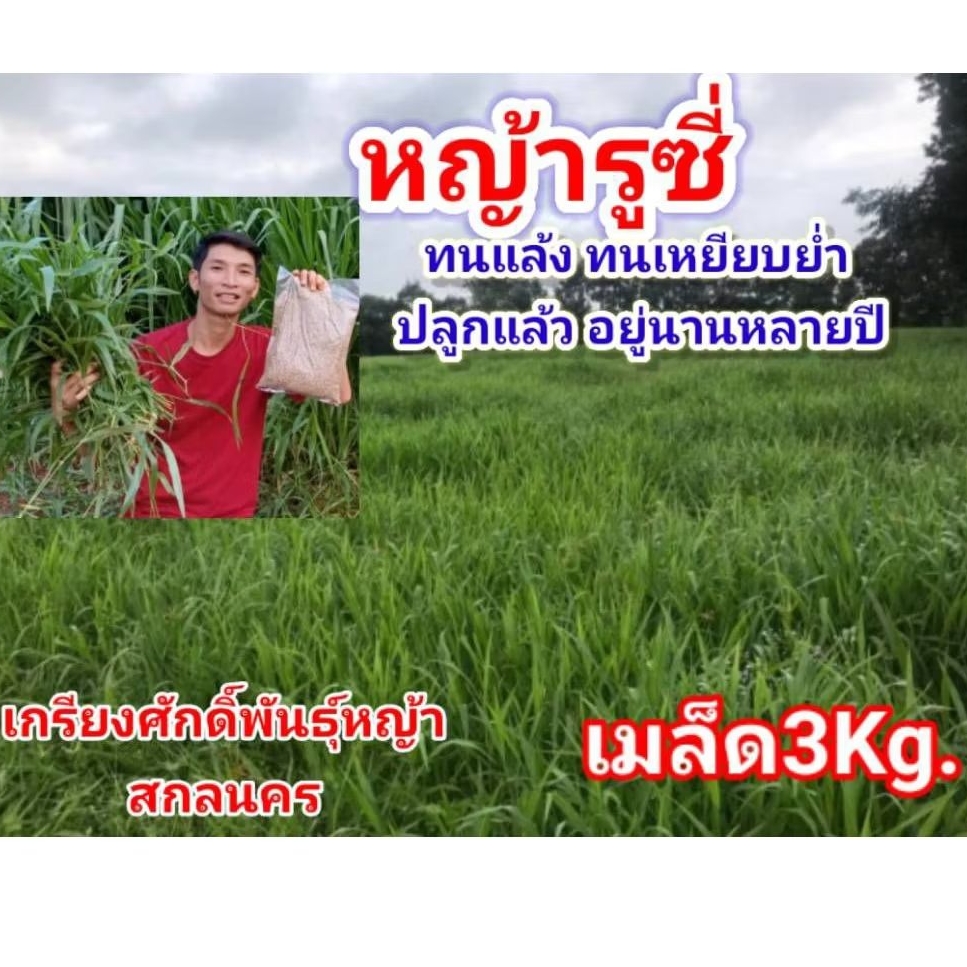 #เมล็ดหญ้ารูซี่ 3kg.พร้อมปลูกเดือน ม.ค.ปี69  #RuzyGrass #พันธุ์หญ้ารูซี่ #หญ้ารูซี่เลี้ยงวัว #หญ้าลูซี่ #เกรียงศักดิ์พัน