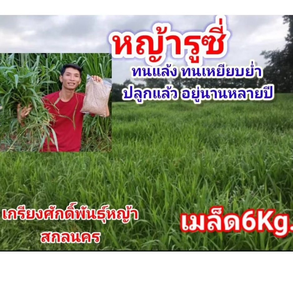 #เมล็ดหญ้ารูซี่ 6kg.พร้อมปลูกเดือน ม.ค.ปี69  #RuzyGrass #พันธุ์หญ้ารูซี่ #หญ้ารูซี่เลี้ยงวัว #หญ้าลูซี่ #เกรียงศักดิ์พัน
