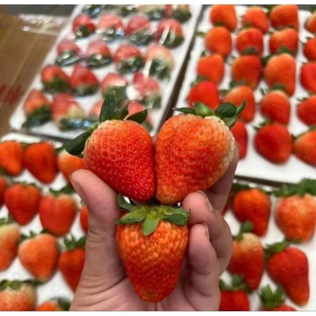 สตอเบอรี่นำเข้า แพค15-20ลูกใหญ่🍓🍓🍓📥พร้อมส่ง