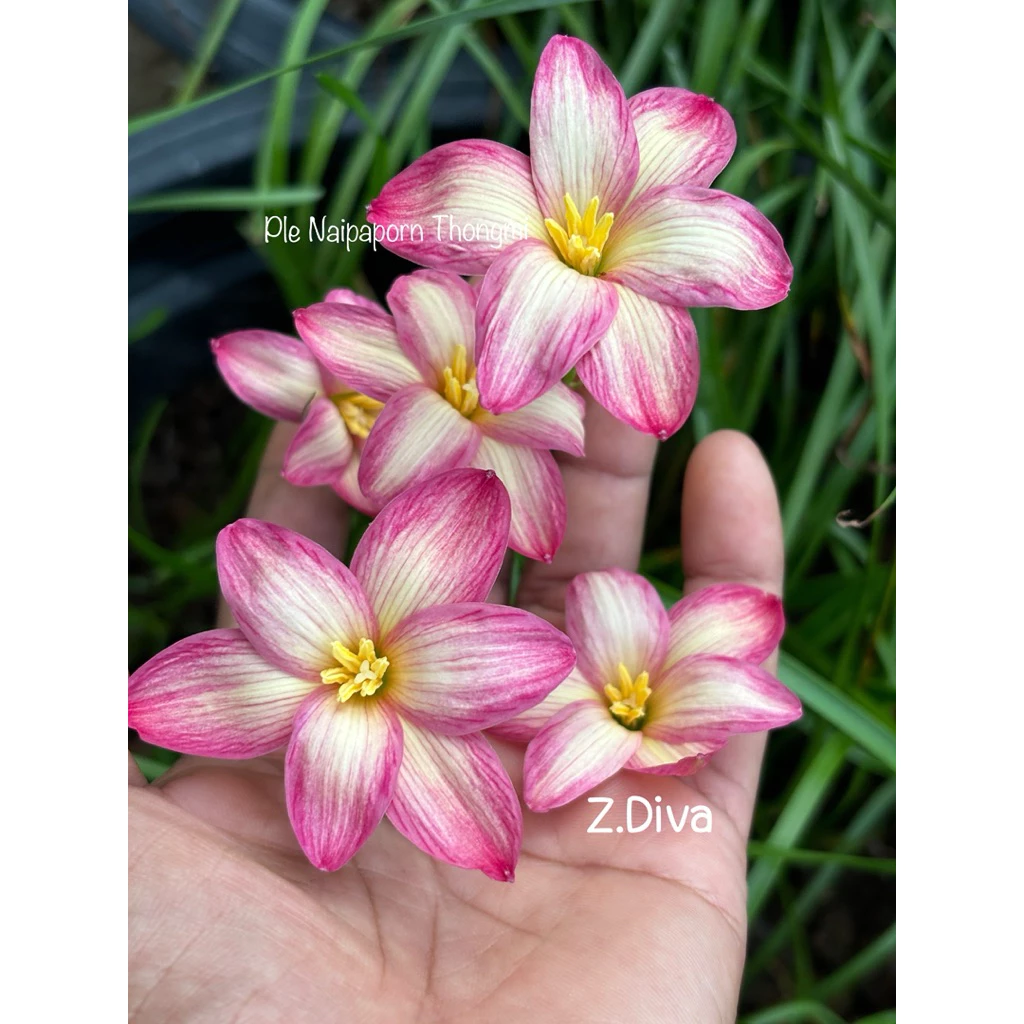 บัวดิน Z.Diva,ดิว่า 3หัว60บาท พันธุ์หัวเล็ก