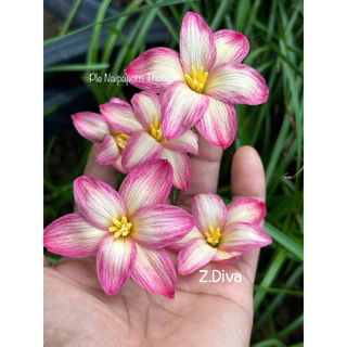บัวดิน Z.Diva,ดิว่า 3หัว60บาท พันธุ์หัวเล็ก