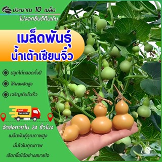 10เมล็ด เมล็ดพันธุ์น้ำเต้าเซียนจิ๋ว น้ำเต้าจิ๋ว เมล็ดน้ำเต้า…