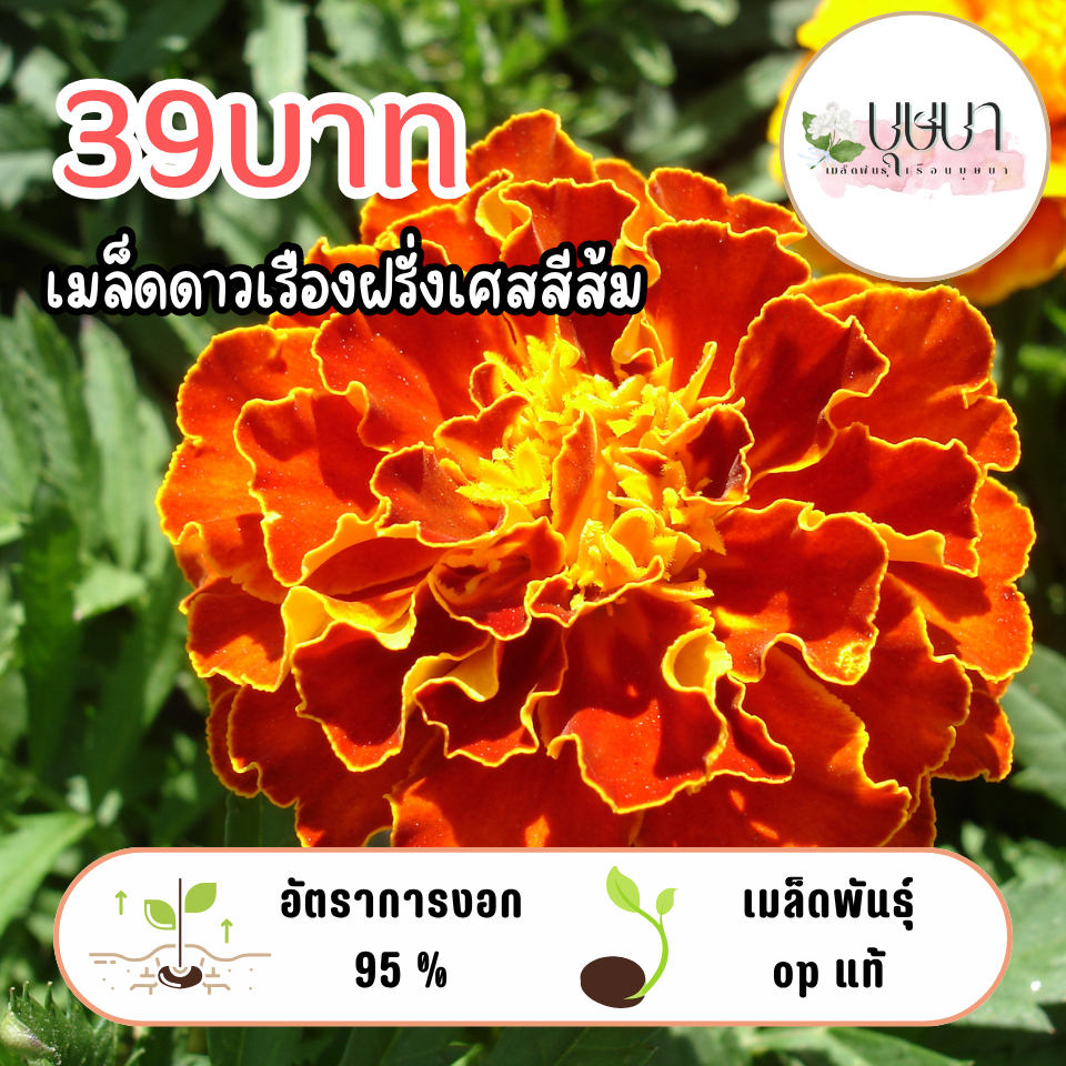 ดาวเรืองฝรั่งเศสส้ม 39บาท 200เมล็ด