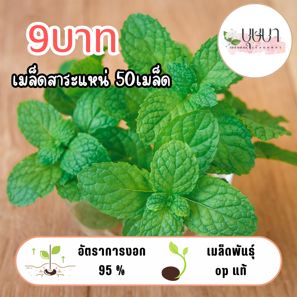 เมล็ดสาระแหน่ 9บาท 50เมล็ด