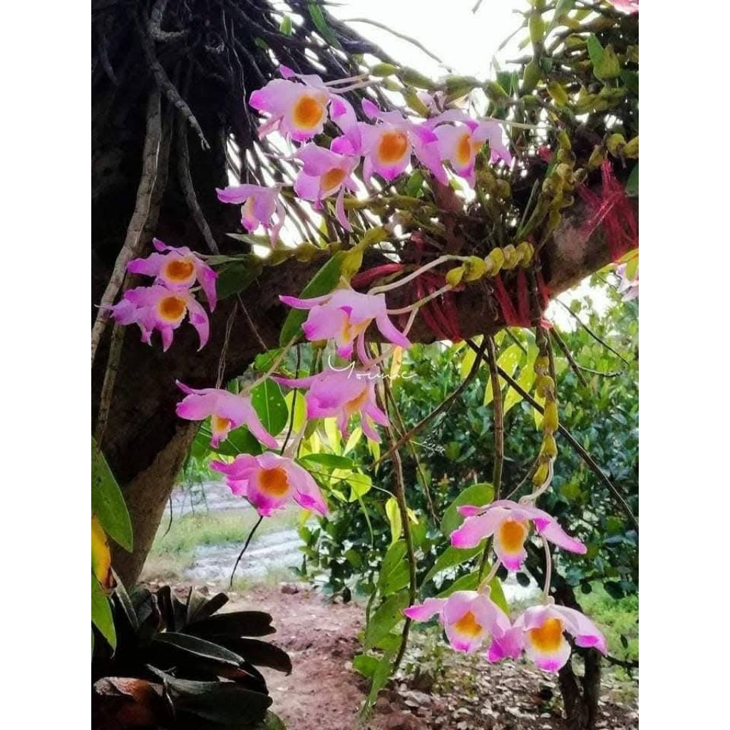 เอื้องพวงหยกดอกสีชมพูสวยหายาก 1 ต้นพันธุ์ 4-5 กิ่ง นำไปลงกระถางเองห่อหุ้มรากไปให้🪴