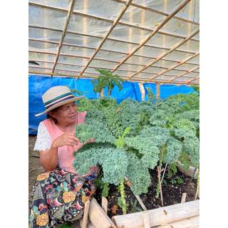 เมล็ดพันธุ์เคลใบหยิก Dwarf blue kale F1 อัตราการงอกของเมล็ด 95% เพาะง่าย ใบหยิกตรงปก สายพันธุ์ที่ปลูกในประเทศไทยได้จริง