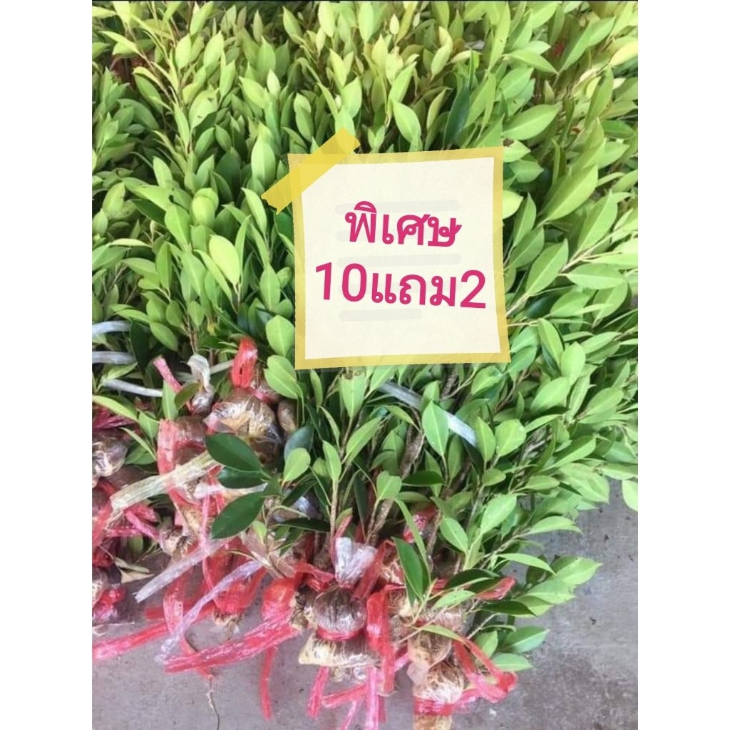 ไทร​เกาหลี​ตอนขนาด​70​-80​ซม.ชุด7ต้น​สั่งจำนวนเยอะ​กรุณา​ทัก​แชท​