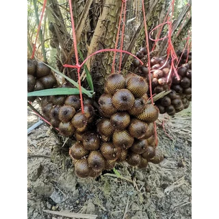 🌴ต้นสละอินโดสายน้ำผึ้ง 🌴ต้นสวย​ 50-80ซม. พร้อมปลูก