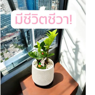 กวักมรกตแคระ พันธุ์ฮอลแลนด์ Zamioculcas Zamifolia Dwarf (Holland) 🍀☘️🌿🌱⁣