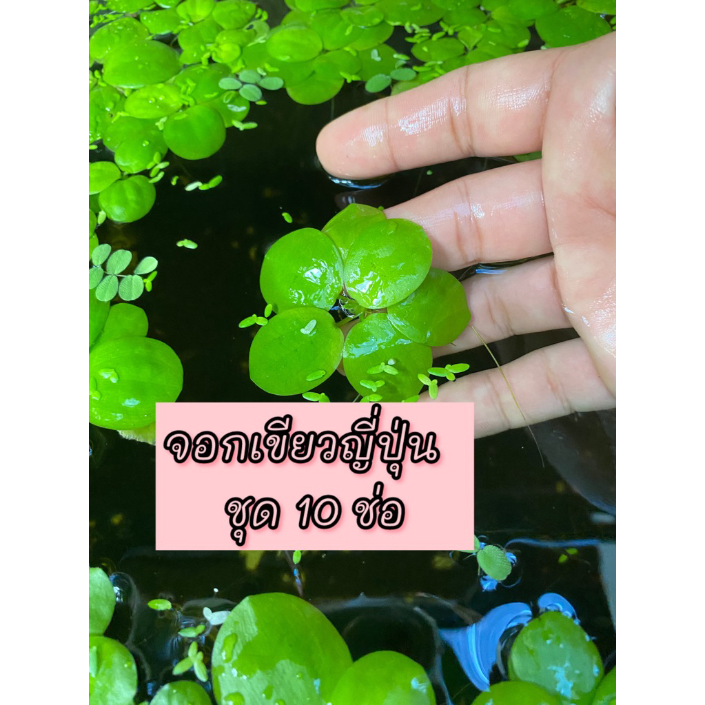 จอกเขียวญี่่ปุ่น ชุด 10 ช่อ ไม้น้ำตกแต่ง อ่างปลา ตู้ปลา สวยงามปรับสภาพน้ำใส เป็นที่อาศัยของปลาและเป็นธรรมชาติ