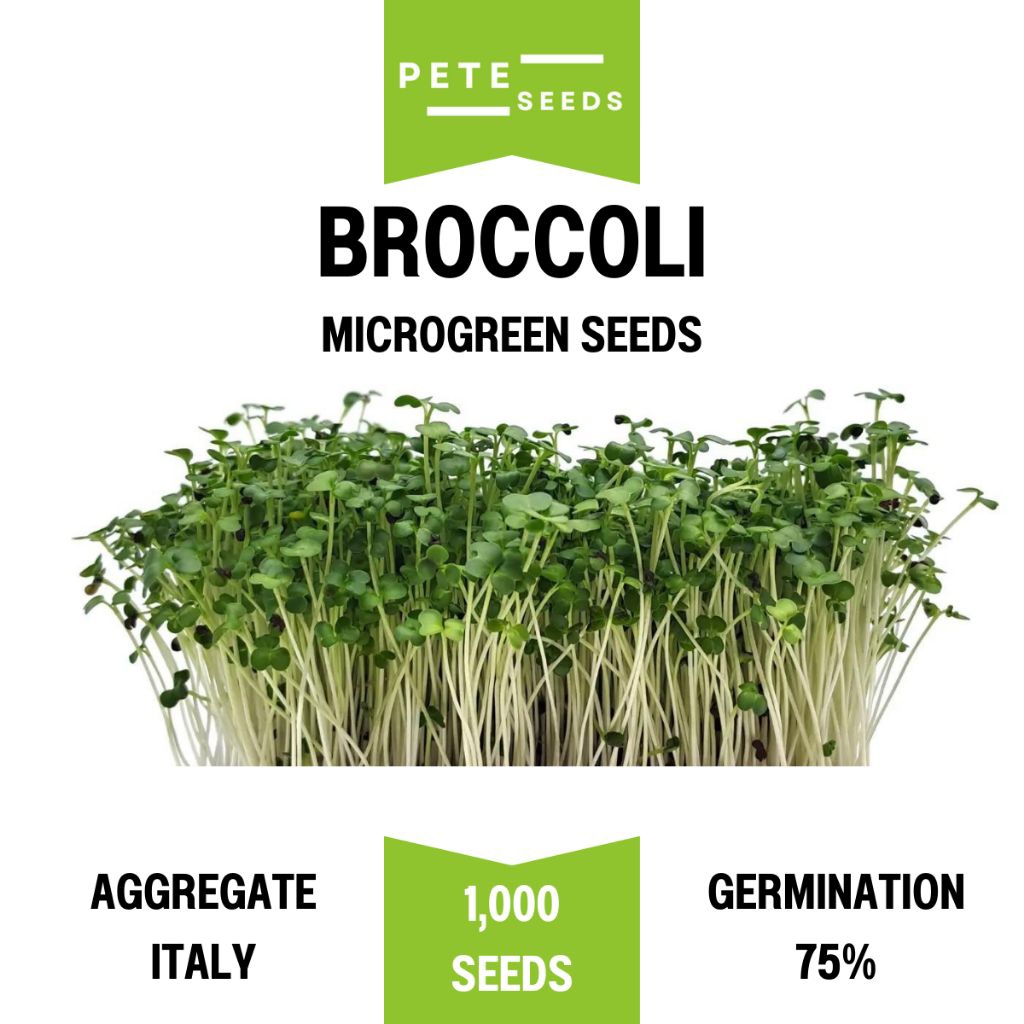 เมล็ดพันธุ์ ต้นอ่อน บรอคโคลี (Broccoli Sprout) ไมโครกรีน Microgreens ต้นอ่อนบรอกโคลี