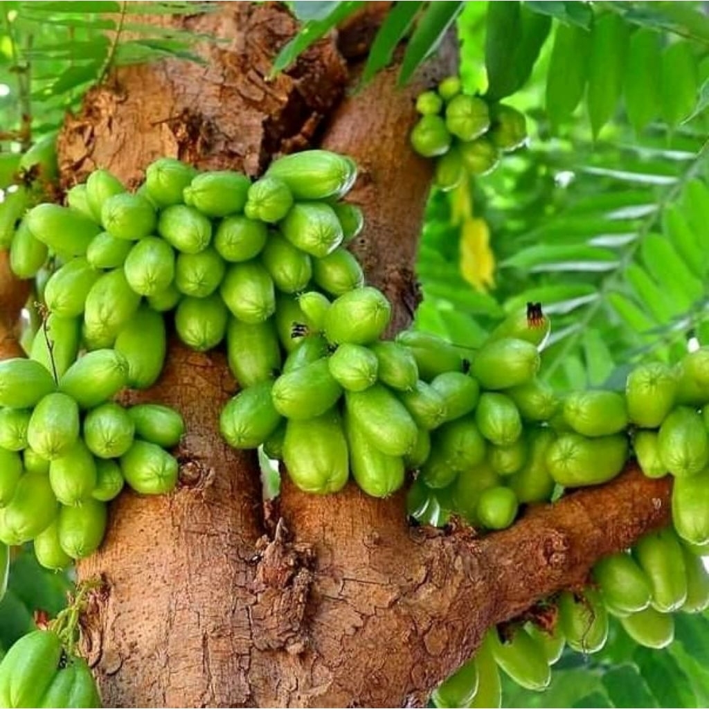 ต้นตะลิงปลิง ผลไม้รสเปรี้ยวจี๊ด ให้ผลดกต้นสมบูรณ์แข็งแรงพร้อมปลูก - รูปที่ 2