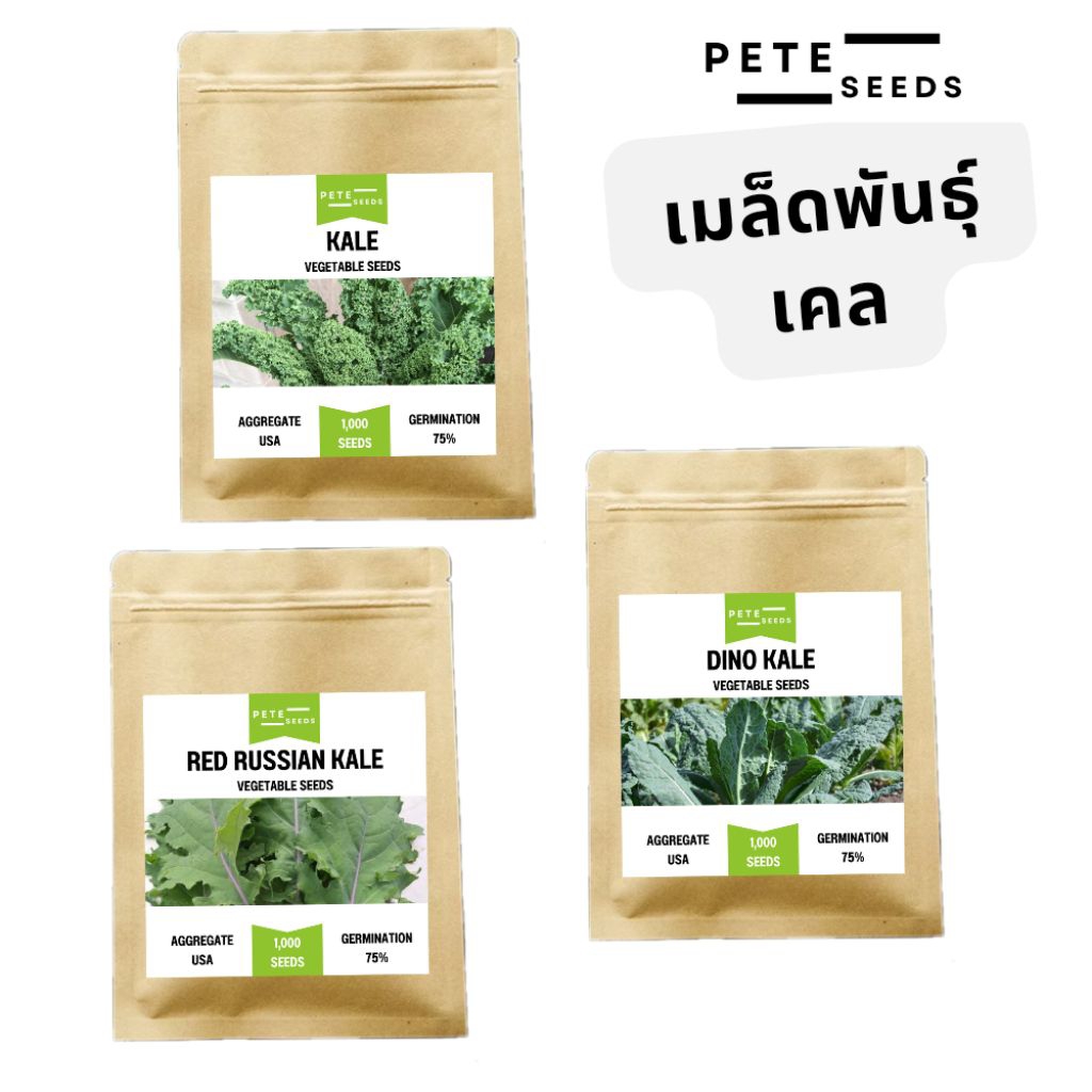เมล็ดพันธุ์ ผักเคล (Kale) เคล ไดโนเคล เรดเคล เคล คะน้าใบหงิก