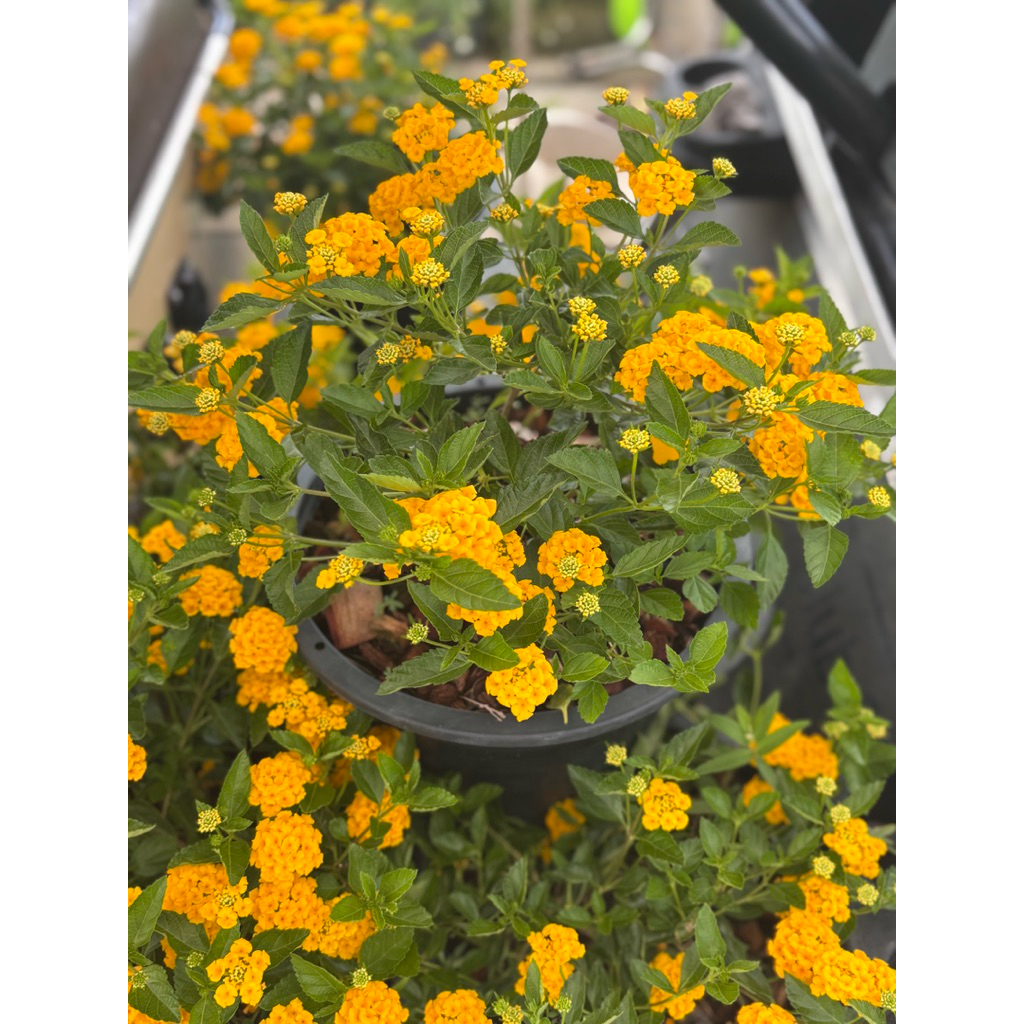 #ผกากรองเหลืองเลม่อน หรือ #เลมอนมาริโกลด์ (Lemon Marigold) เป็นไม้พุ่มขนาดเล็ก ดอกสีเหลืองสด มีกลิ่นหอมทั้งดอกและใบ