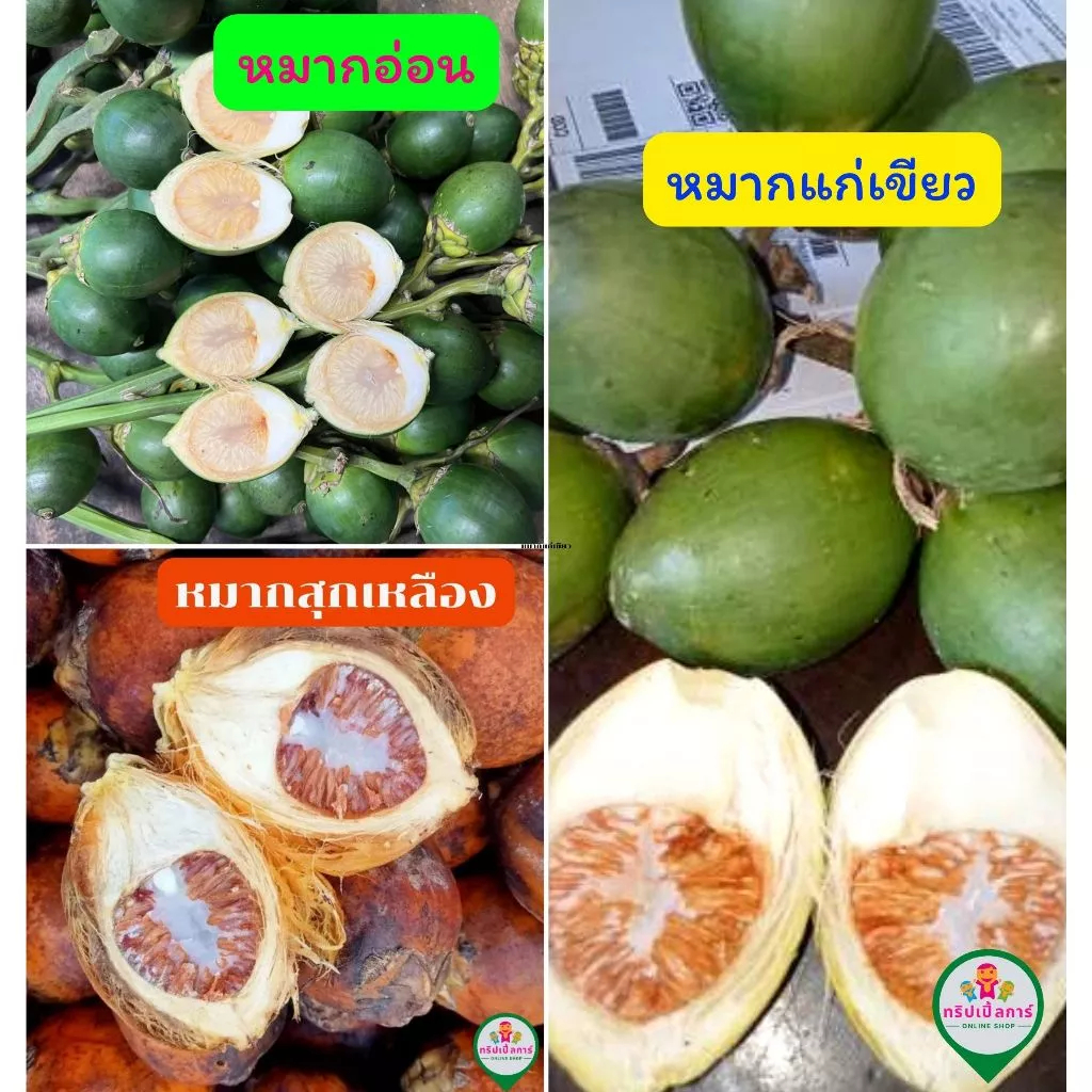 หมากอ่อนร่องน้ำ หมากอ่อนหน้าเต็ม หมากเขียวแก่ หมากสุกเหลือง บรรจุ 1 กิโล