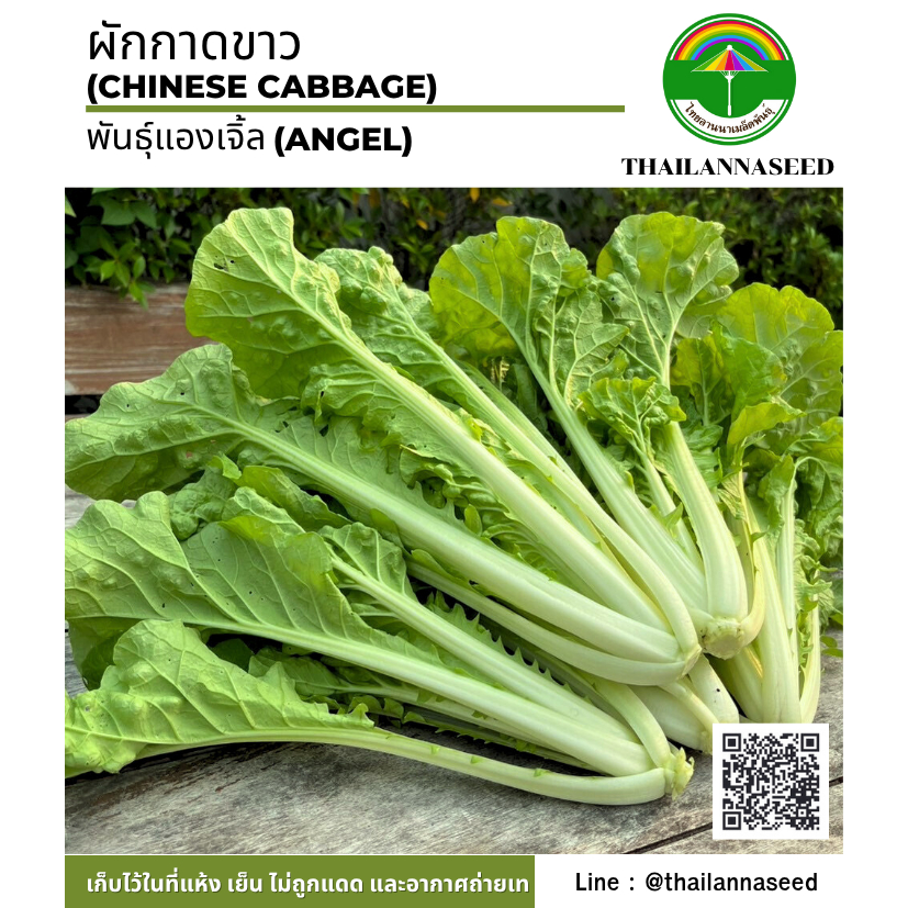 เมล็ดพันธุ์ผักสวนครัว ผักกาดขาว ( ขนาด 10 กรัม ) รหัสสินค้า 6047