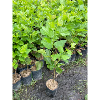 ต้นมัลเบอร์รี่เชียงใหม่ ต้นหม่อน ติดลูกดก (สูง 60-80cm) กิ่งปักชำ ต้นแข็แรง พร้อมปลูก