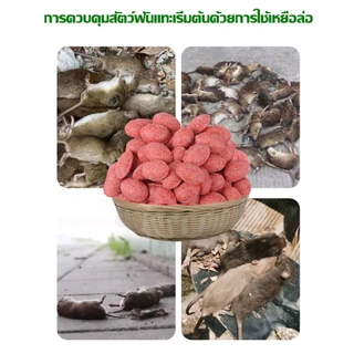 🐁ไม่มีหนูใน50ปี🐁ยาเบื่อหนู ขนาด70-80เม็ด หนูชอบมาก เหยื่อกำจัดหนู ตายแบบแคลเซียม ไม่มีกลิ่นเหม็น ยาเบื่อหนูแห้ง