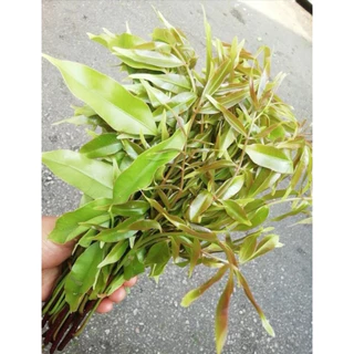 ต้นมะกอกป่า มะกอกไทย ผักรสเริศ ใส่ส้มตำยอดอ่อนทานได้ (สูง 30-50cm) รากแน่น พร้อมปลูก