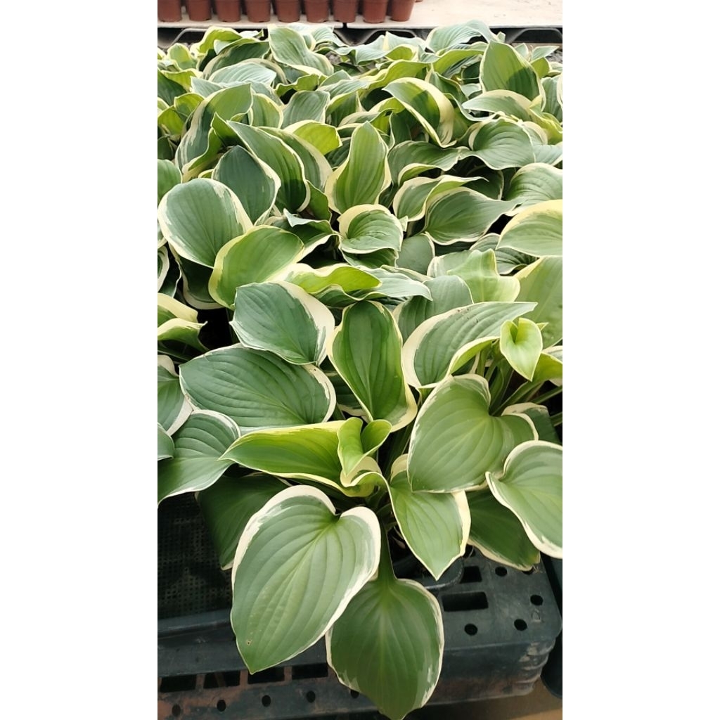 ฮอสต้า โคริยาม่า (Hosta Koriyama / Hosta Opipara Koriyama) เป็นฮอสต้าสายพันธุ์ญี่ปุ่น มีจุดเด่นที่ใบ