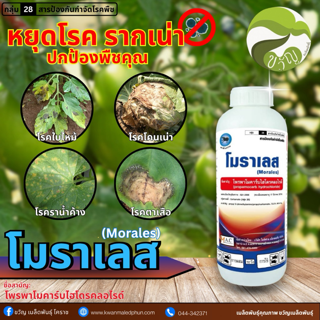 ผลิตภัณฑ์สารป้องกันและกำจัดโรคพืช โมราเลส สินค้าใหม่❗️❗️