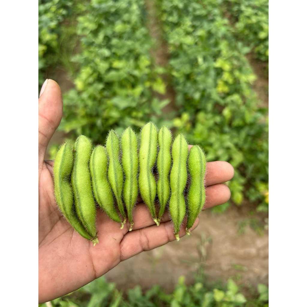 ถั่วแระญี่ปุ่นสด 1 กิโลกรัม