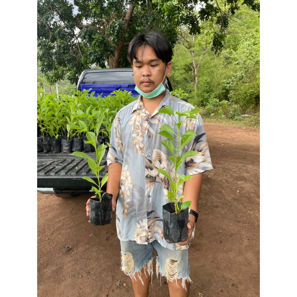 ต้นกล้าเบาบับ พันธุ์ดิจิทาทาสูง35-40ขึ้นไป ต้นเเพ็ค2 ต้นขึ้นละ35บาท