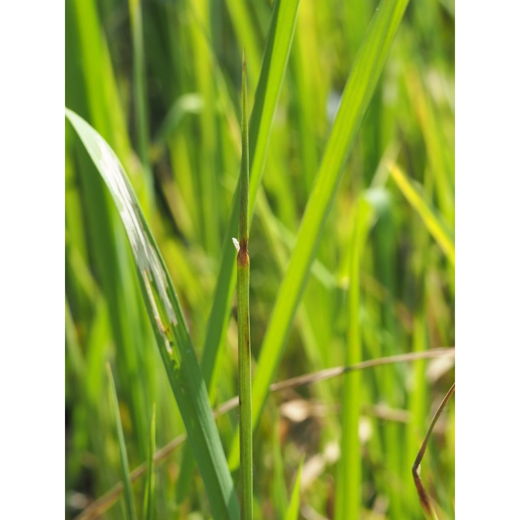 อะบาเมกติน 1.8% อีซี น้ำใส***ขายยกลัง12ขวด** สูตรเย็น ขนาด 1 ลิตร สำหรับกำจัดเพลี้ย หนอน และแมลง หลากหลายชนิด - รูปที่ 6