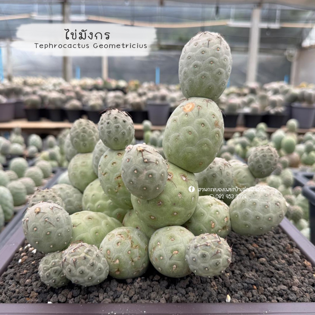 ไข่ไดโนเสาร์ ไข่มังกรTephrocactus