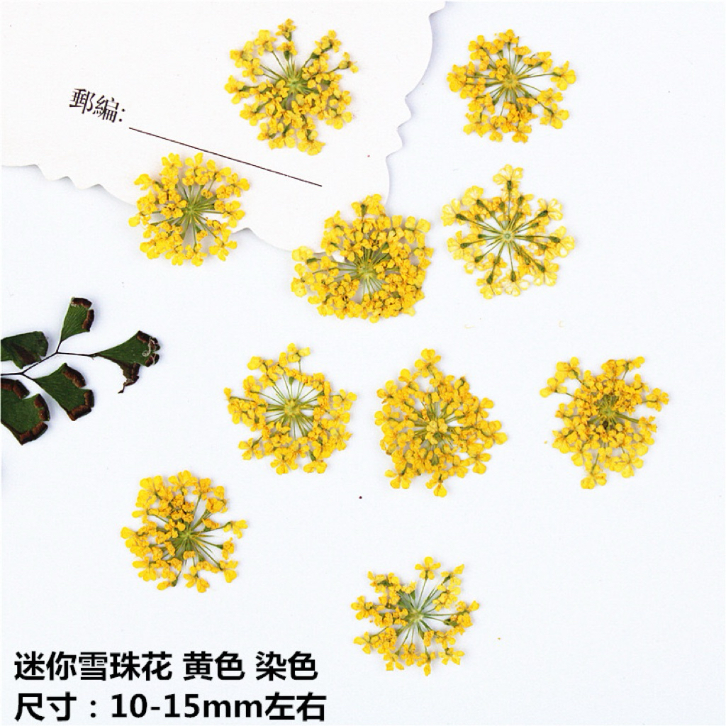 พร้อมส่งดอกเอมิทับแห้ง ขนาด 1cmพร้อมส่ง ถูกสุดในไทย 12ดอก รูปที่ 7