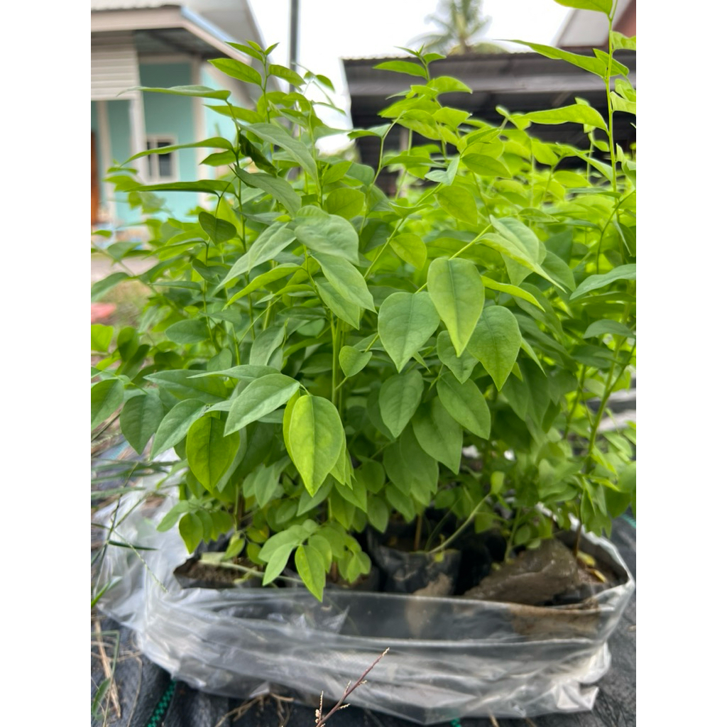 ต้นมะยมเปรี้ยว เพาะเมล็ด สูง 15 cm ขึ้นไป