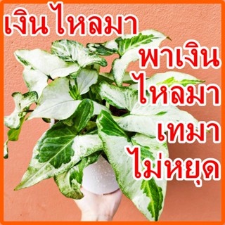 เงินไหลมาสามกษัตริย์ ทรีคิงส์ ✅เลี้ยงน้ำได้ เงินไหล ต้นไม้✅ …