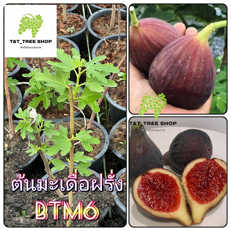 ต้นมะเดื่อฝรั่ง JapanBTM6 ลูกฟิก มีคุณค่าทางโภชนาการสูง อร่อย หวาน หอมมากๆ ต้นสมบูรณ์มาก รากแน่นๆ แพ็คต้นสูง 60–80 ซม