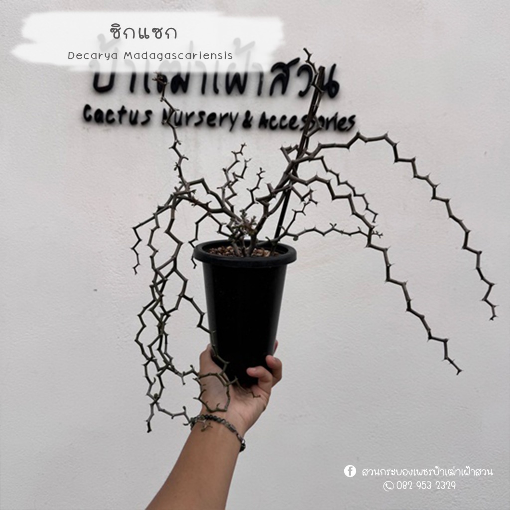 Decarya madagascariensis ซิกแซก  .Rare Item,ไม้หายาก,ไม้สะสม มีกิ่งตัดสดให้ลองชำค่ะ