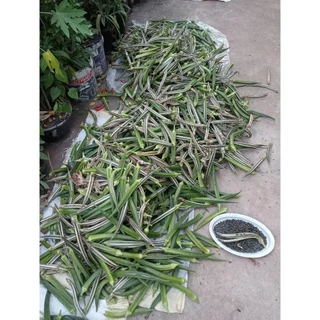 เมล็ดพันธุ์กระเจี๊ยบเขียว 40-100 เมล็ด งอกเร็ว โตไว ปลูกง่ายในดินทั่วไป (ซื้อ 10 แถม 1)