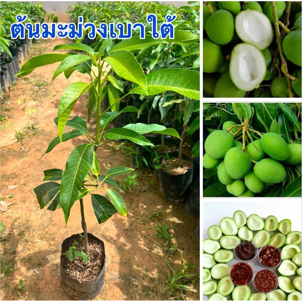 ต้นมะม่วงเบาใต้ต้นสวยเสียบยอดพร้อมส่งครับ