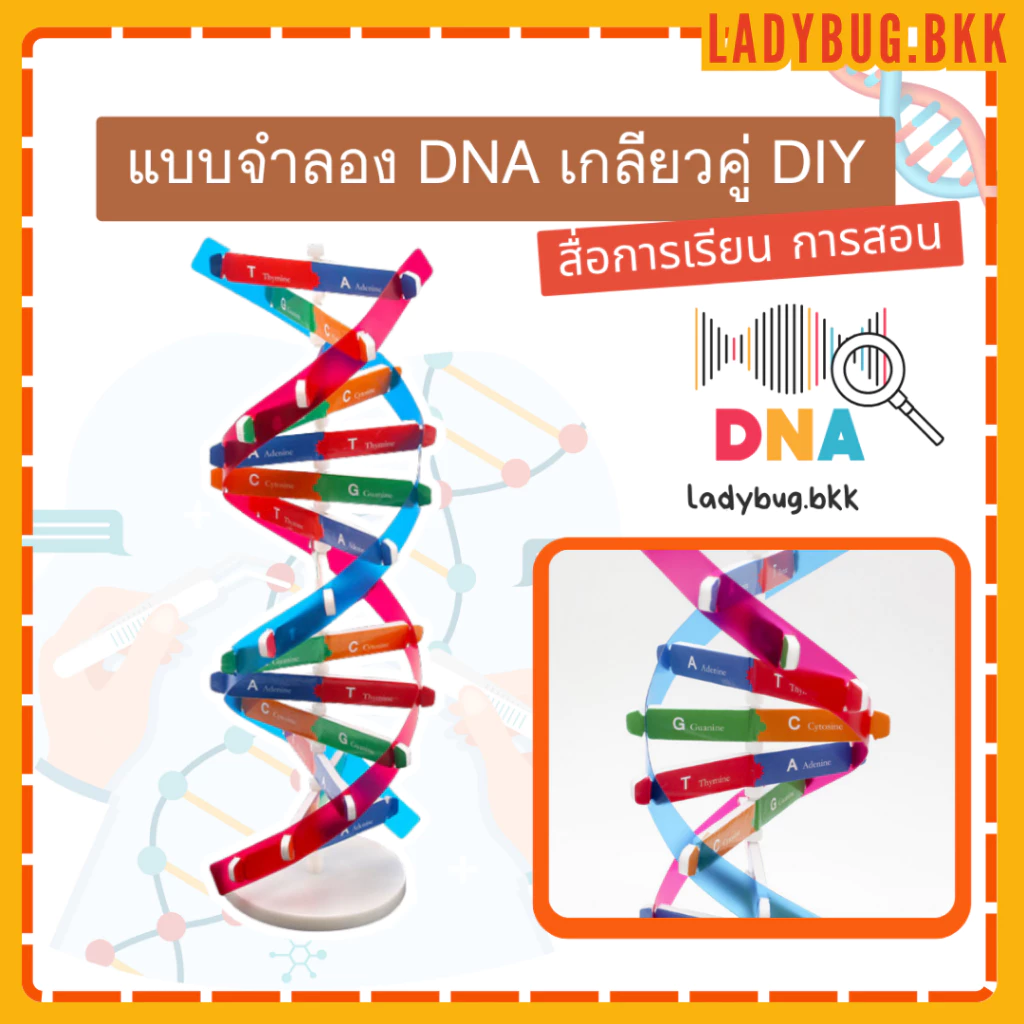 Ladybug โมเดล DNA ของเล่นวิทยาศาสตร์ เพื่อการเรียนรู้ สําหรับเด็ก Double Helix Human Genes DNA